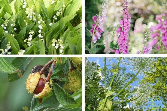 poisonous plants montage